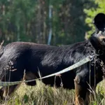 Imię: Czesio Czip: 616093902533087 Płeć: samiec Wiek: styczeń 2022 Wielkość: mały Kastracja/sterylizacja: tak Inne Psy: Akceptuje towarzystwo innych zwierząt Dzieci: W wieku szkolnym Charakter: Radosn