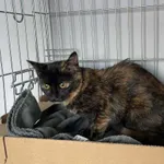 Nr: 493/2024 - Kot z Kunice