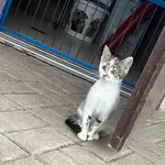 Inka ma około 2 miesięcy. Jest kotem niezwykle szalonym, szybkim i pełnym energii. Uwielbia się bawić, biegać, korzystać z życia. Nie boi się człowieka. Dziewczyna szuka kochającego domu i dobrego czł