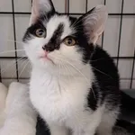 Nr: 520/2024 - Kot z Fundacja Mam Pomysł