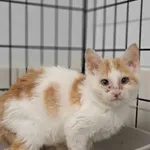 Nr: 522/2024 - Kot z Fundacja Mam Pomysł