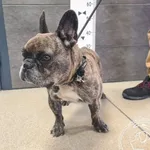 Przyjęty: 2024-10-02 Gmina: Brzeszcze Płeć: Pies Opis: buldog francuski, pręgowane