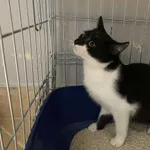 Nr: 503/2024 - Kot z Jaworzyna Śląska