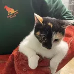 Nr: 502/2024 - Kot z Jaworzyna Śląska