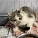 Nr: 504/2024 - Kot z Świebodzice Miasto