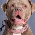 Znaleziono psa, Gdańsk, 2 października 2024