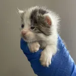 Nr: 495/2024 - Kot z Ruja