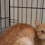 Nr: 516/2024 - Kot z Fundacja Mam Pomysł