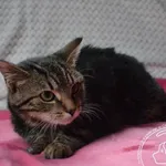 Imię: Przyjęty: 2024-10-03 Płeć: Kocur Opis: europejska, bure Wiek: ok. 8 m-cy