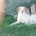 Szuka Właściciela !!! W Chruścielach od kilku dni błąkają się dwa psy. Nie przejawiają agresji, wydają się przyjazne i zadbane. Osoby, które rozpoznają swoje psy lub mają wiedzę czyje mogą one być,   