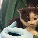 Nr: 510/2024 - Kot z Jaworzyna Śląska