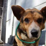 098716 Niewidomy Stiv