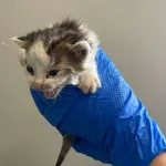 Nr: 497/2024 - Kot z Ruja