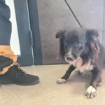 Przyjęty: 2024-10-01 Gmina: Zator Płeć: Pies Opis: mieszaniec, czarne z białym