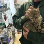 Nr: 523/2024 - Kot z Świebodzice Miasto