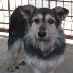 Miksim to pies przywieziony w dniu 20.05.2024r z terenu gm. Stoczek Łukowski, niewysoki, kontaktowy