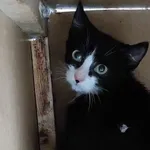 Kocurek poz. 24/669/K