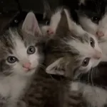 Sonia, Staś i Sylwester