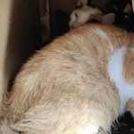 Kocurek poz. 24/670/K