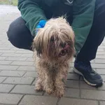 Nr: 526/2024 - Pies z Świdnica Miasto