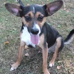 Wiater to pies przywieziony w dniu 05.09.2024r z terenu gm. Warka, mały, kontaktowy, wesoły