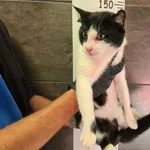 Znaleziono kota, Chełmek, 7 października 2024