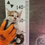 Przyjęty: 2024-10-07 Gmina: Chełmek Płeć: Kotka Opis: europejska, tricolor