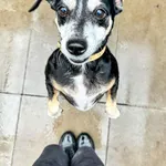 Luna ma około 8 lat. Do naszego schroniska trafiła stosunkowo niedawno - powoli poznajemy sunie. Jej przyzwyczajenia, co lubi, a czego woli nie robić. Już dziś możemy powiedzieć z całą pewnością, że u