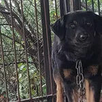 Nr: 530/2024 - Pies z Jaworzyna Śląska