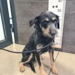 Przyjęty: 2024-10-08 Gmina: Żywiec Płeć: Suka Opis: mieszaniec, czarne-podpalane