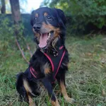 Max to mały, starszy psiak, który na jesień swojego życia trafił do schroniska. Przeraża go otaczający zgiełk i hałas. Jest bardzo łagodny, nieśmiały w pierwszym kontakcie. Spragniony kontaktu z człow