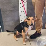 Przyjęty: 2024-10-10 Gmina: Pszczyna Płeć: Pies Opis: mieszaniec, tricolor