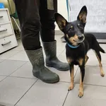 Pies do adopcji, Choszczno, 23 września 2024