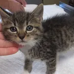 Wyrostek to kocurek przywieziony w dniu 17.09.2024r z terenu gm. Warka, kocię bardzo kontaktowe