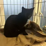 Nr: 537/2024 - Kot z Świdnica Miasto