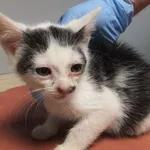 Wito to kocurek przywieziony w dniu 17.09.2024r z terenu gm. Warka, kocię kontaktowe