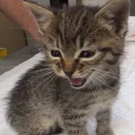 Wyrtka to koteczka przywieziona w dniu 17.09.2024r z terenu gm. Warka, bardzo kontaktowa