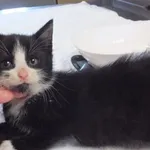 Wybrodek to kocurek przywieziony w dniu 17.09.2024r z terenu gm. warka, bardzo kontaktowy