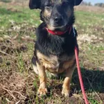 Kulka - malutka, łagodna, wesoła kruszyna!