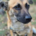 Rokiś - SZCZENIAK wielkości jamnika szuka domu!