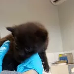 Nr: 541/2024 - Kot z Świdnica Miasto