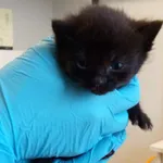 Nr: 540/2024 - Kot z Świdnica Miasto