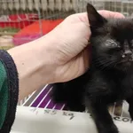 Kocurek poz. 24/688/K