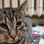 Znaleziono kota, Toruń, 9 października 2024