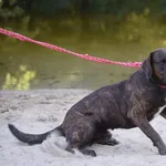 Pies poz. 24/0574 w DT