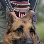 Znaleziono psa, Lublin, 14 października 2024