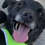 Grejsi (5509), Samica