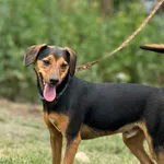 Imię: Pirat Czip: 616093902532860 Płeć: samiec Wiek: styczeń 2022 Wielkość: mały Kastracja/sterylizacja: tak Inne Psy: Akceptuje towarzystwo innych zwierząt Dzieci: W wieku szkolnym Charakter: Miły, r