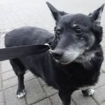 PIES Z INTERWENCJI DNIA 15.10.2024