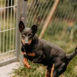 Dexter 616093902899548